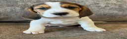Beagle dogs for sale: TRUE SHOW TYPE KC REGISTERED BEAGLES - Advert 6