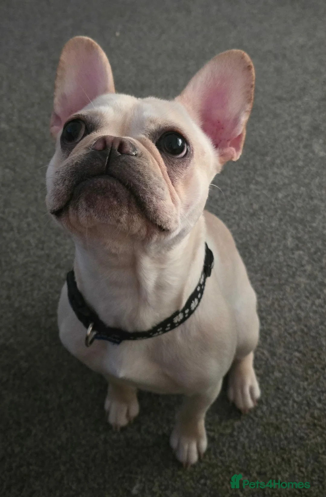 French Bulldog dogs for sale: Platinum French bulldog - Advert 2