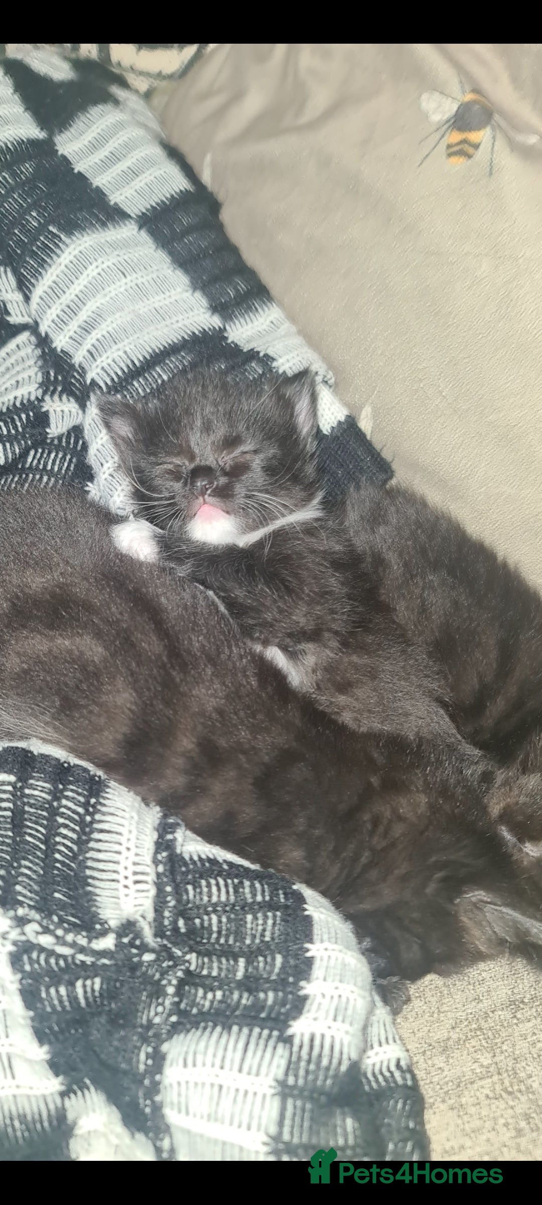 Mixed Breed cats for sale: Affectionate adorable kittens  - Advert 6