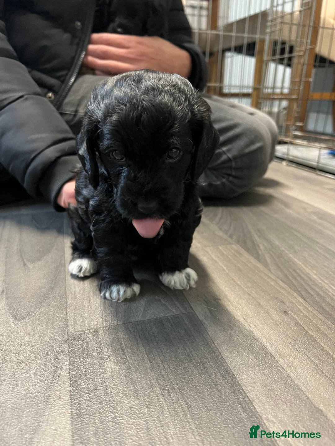 Jackapoo dogs for sale: Adorable Jackapoo puppies for sale !!!! - Image 17