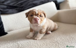 Olde English Bulldogge dogs for sale: READY NOW ✨ FLUFFY OLDE ENGLISH BULLDOGS  - Image 10
