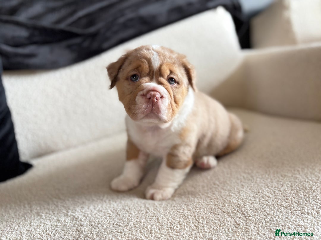 Olde English Bulldogge dogs for sale: READY NOW ✨ FLUFFY OLDE ENGLISH BULLDOGS  - Image 10