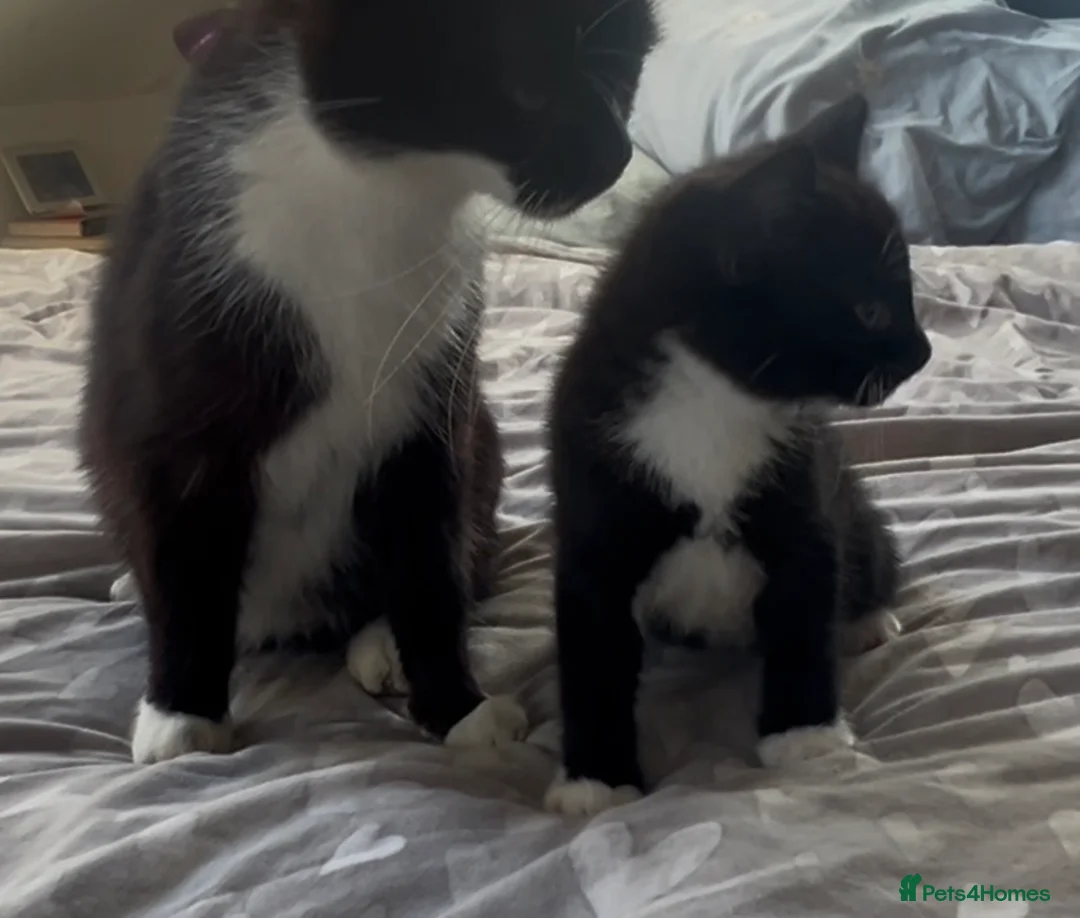 Mixed Breed cats for sale: Cute kittens used to dogs - Advert 2