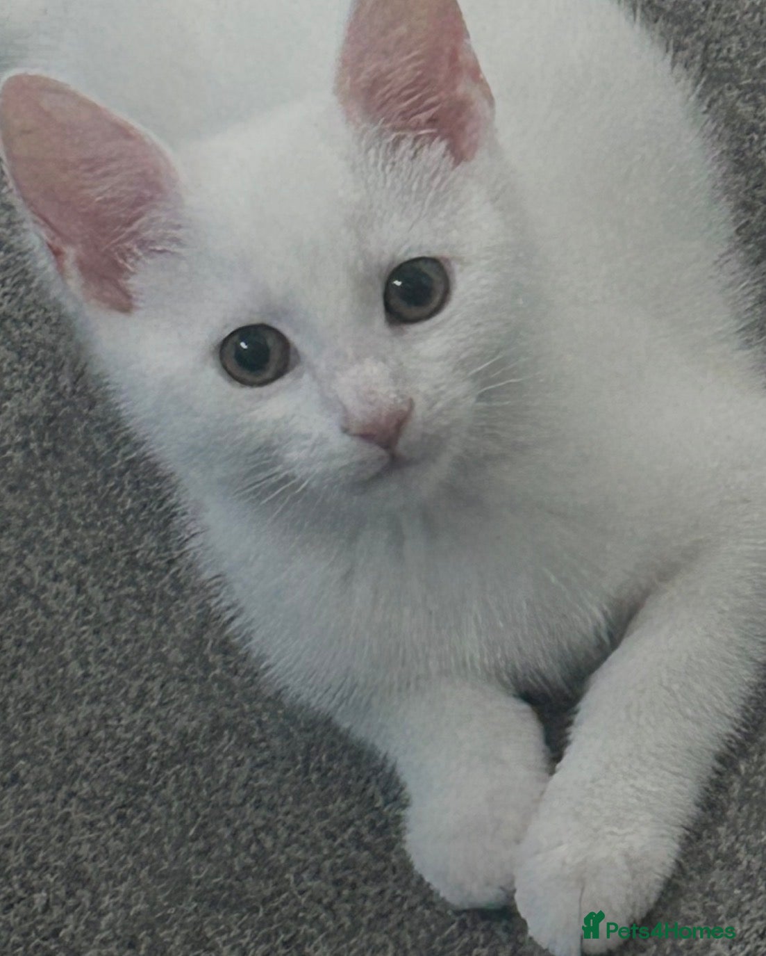 Mixed Breed cats 12 WEEK OLD GIRL KITTEN - Advert 1