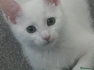Mixed Breed cats 12 WEEK OLD GIRL KITTEN - Advert 1