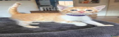 Purple collar kitten 
