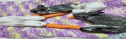 Mixed Breed rabbits for sale: 6 weeks old (25/6) Vienna and astrex gene last kit - Advert 10