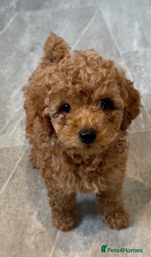 Toy Poodle dogs KC Apricot Beauties!  - Advert 1