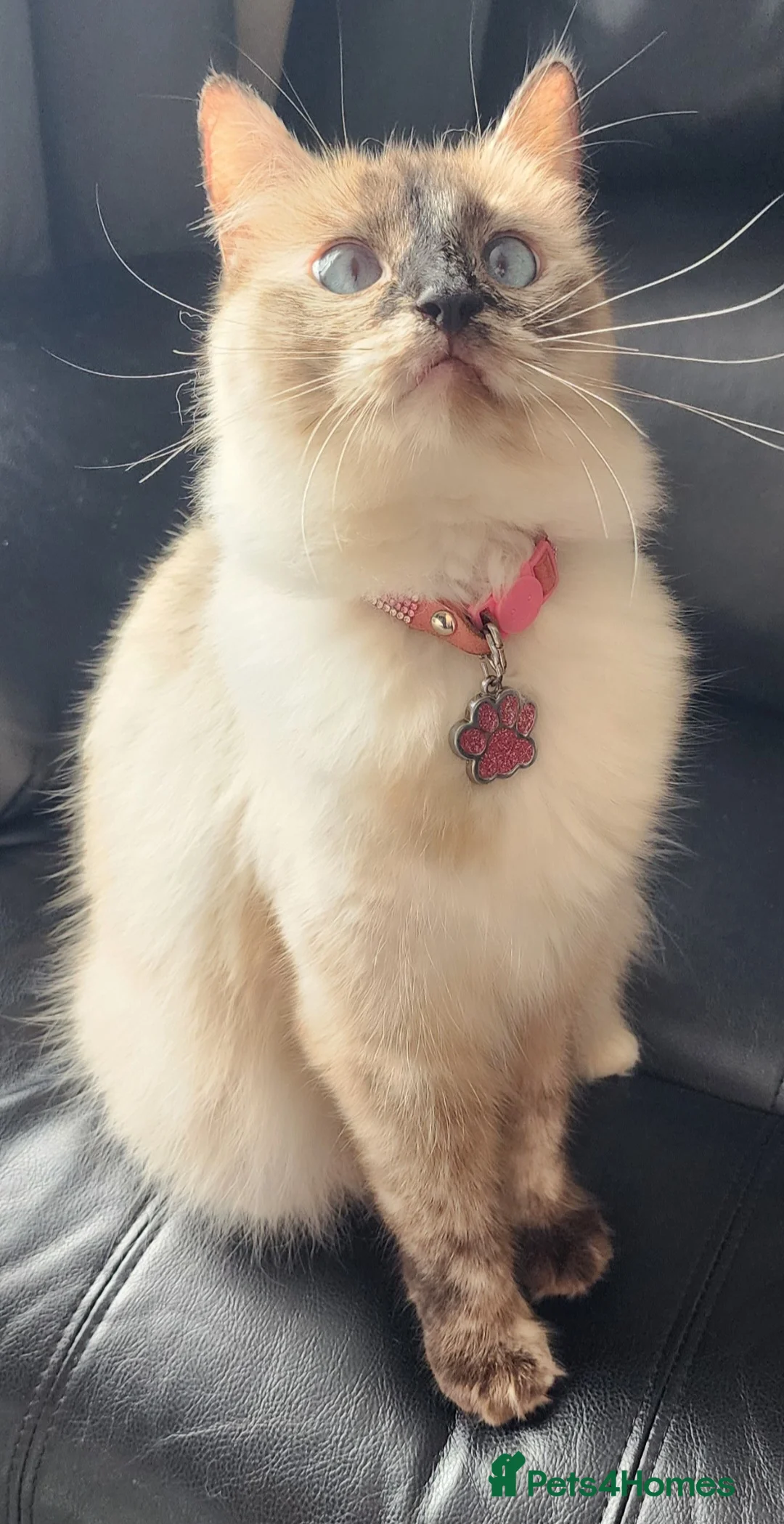 Ragdoll cats for sale: Female Tortie Ragdoll cat - Advert 1