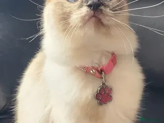 Ragdoll cats Female Tortie Ragdoll cat - Advert 1