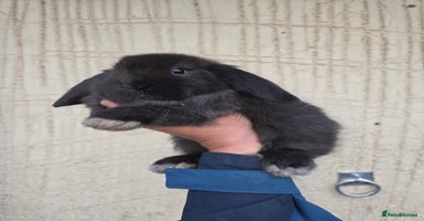 Mini Lop rabbits - Advert 1