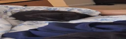 Bombay cats for sale: Bombay famale cat - Advert 6