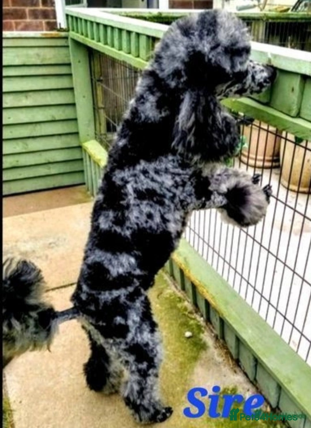 Cockapoo dogs for sale: Gorgeous Cockerpoo Puppies  - Image 17