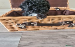 Shihpoo dogs for sale: Shihpoo puppies  - Image 1