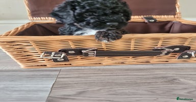 Shihpoo dogs - Advert 5