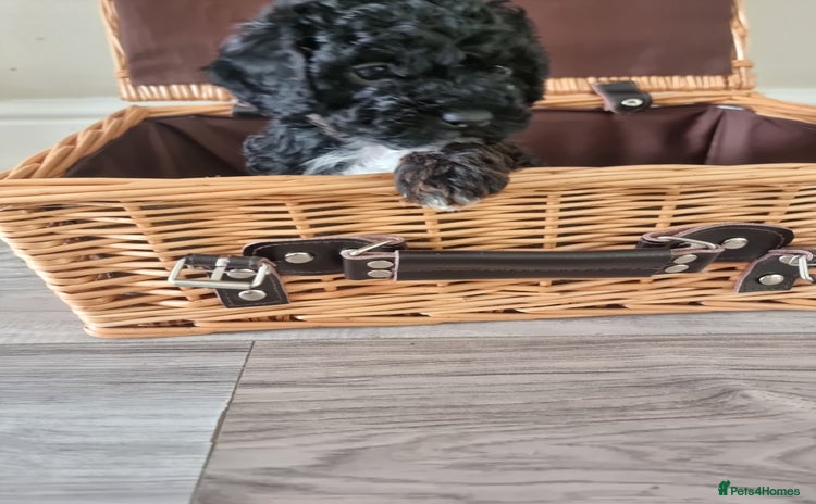 Shihpoo dogs - Advert 1