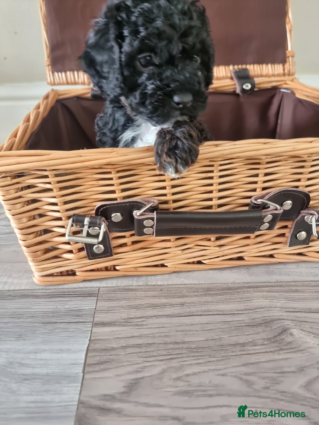 Shihpoo dogs for sale: Shihpoo puppies  - Image 1