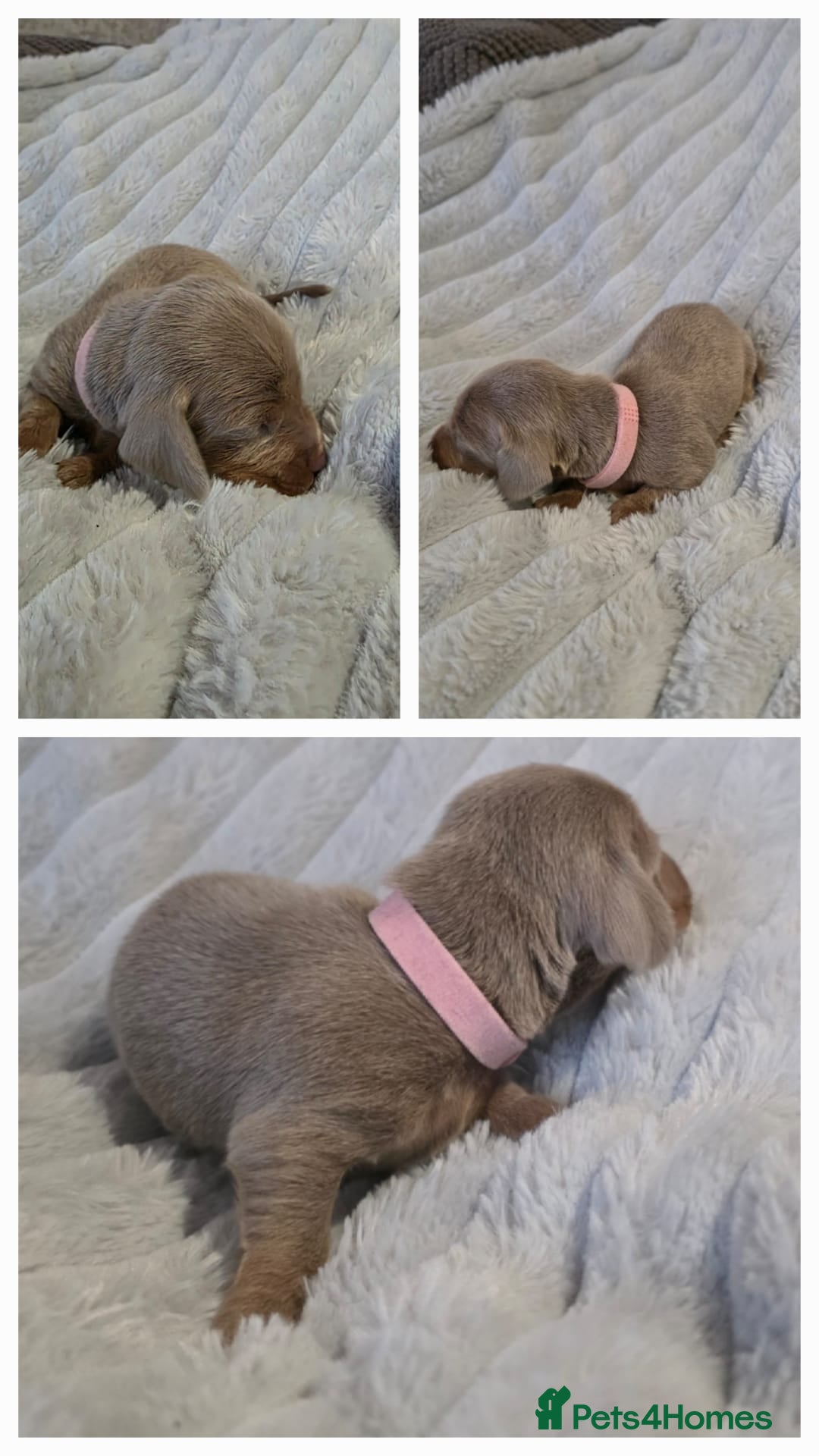 Miniature Dachshund dogs Miniture dachshund puppies available.  - Advert 13