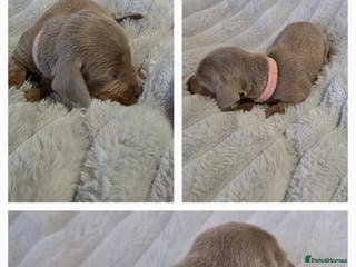 Miniature Dachshund dogs Miniture dachshund puppies available. - Advert 1