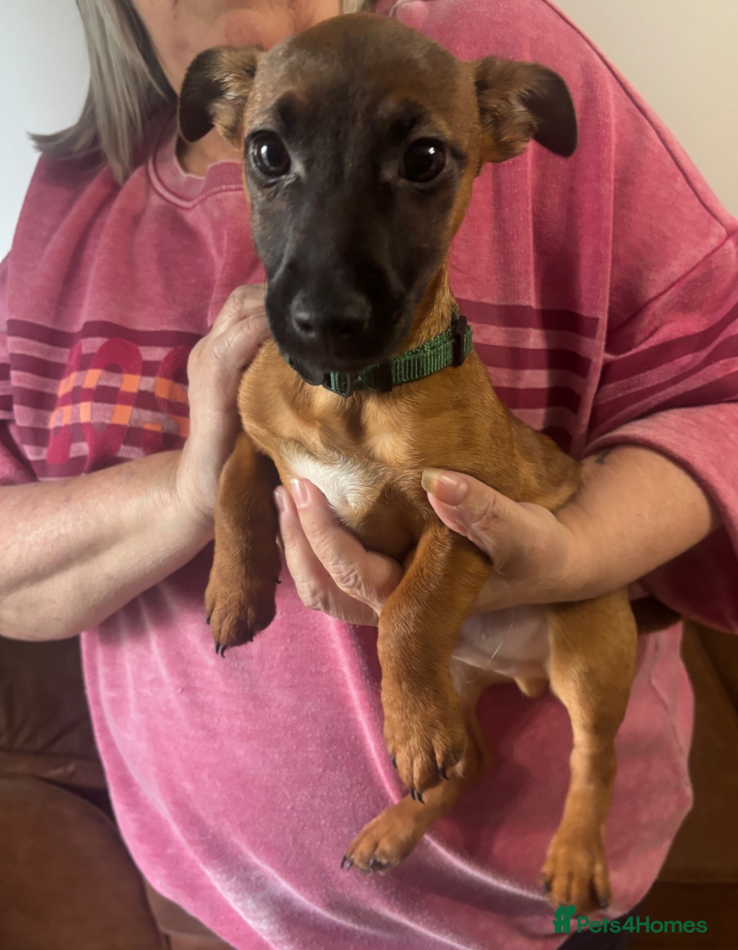 Jack Russell dogs for sale: Much wenlock boys 1 little boy left - Advert 18