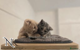 British Shorthair cats for sale: ❗️❗️2 LEFT❗️❗️CHUNKY ADORABLE FLUFF BALLS in Ilkeston - Image 16
