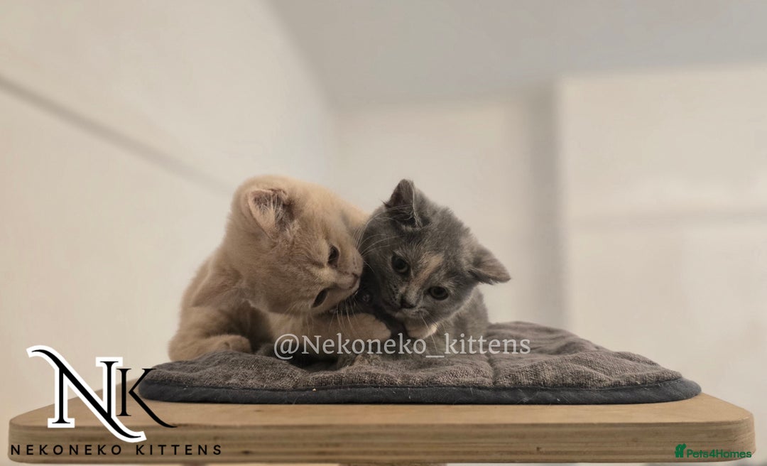 British Shorthair cats for sale: ❗️❗️2 LEFT❗️❗️CHUNKY ADORABLE FLUFF BALLS in Ilkeston - Image 16