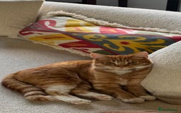 British Shorthair cats for sale: Two gorgeous young male ginger cats - Image 3