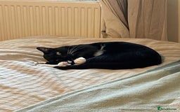 British Shorthair cats for sale: Charlie - Image 2