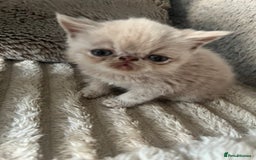Exotic cats for sale: SHOW QUALITY GCCF REGISTERED KITTENS - Image 8