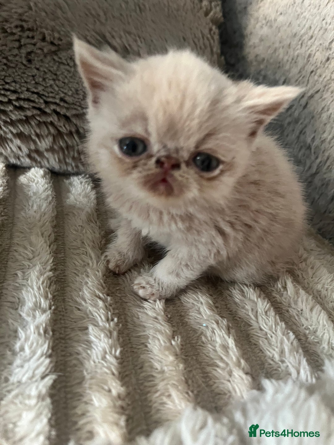 Exotic cats for sale: SHOW QUALITY GCCF REGISTERED KITTENS - Image 8
