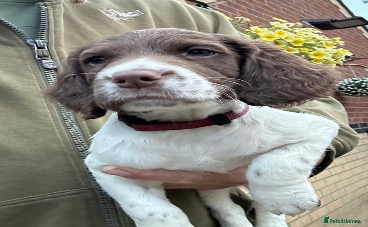 English Springer Spaniel dogs - Advert 1