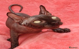 Sphynx cats for sale: Amazing kittens !!! in Maidstone - Image 4
