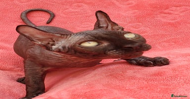 Sphynx cats in Maidstone - Advert 15