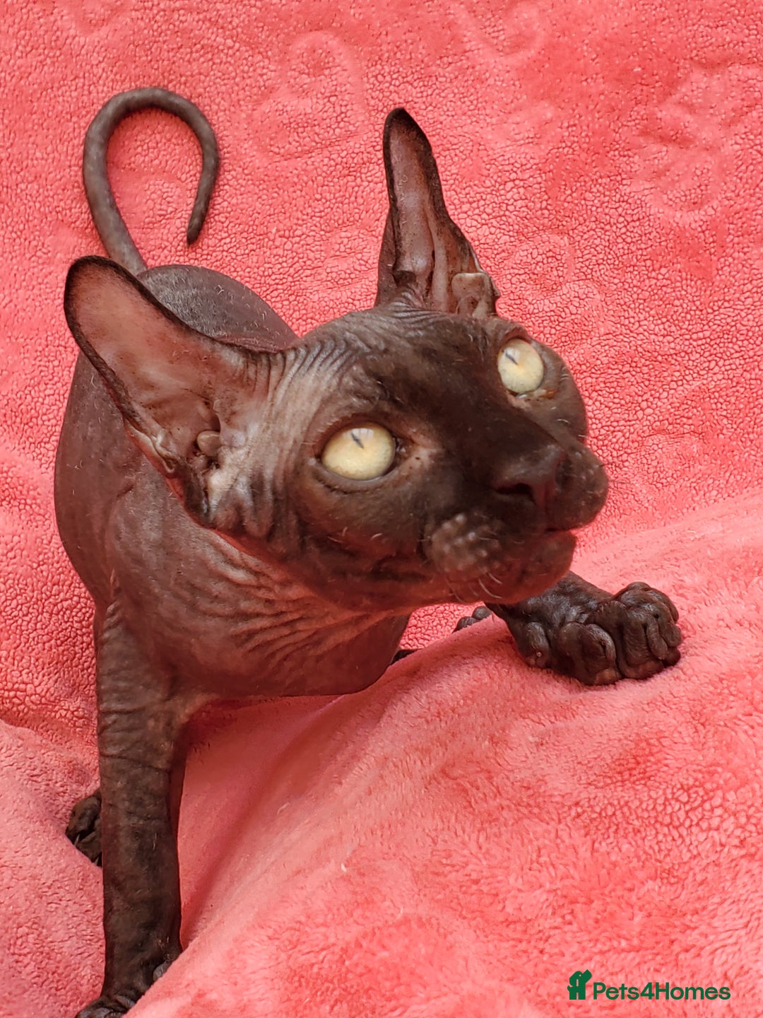 Sphynx cats for sale: Amazing kittens !!! in Maidstone - Image 4
