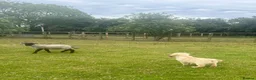 Golden Retriever dogs for sale: Beautiful litter of golden retrievers available  - Advert 6