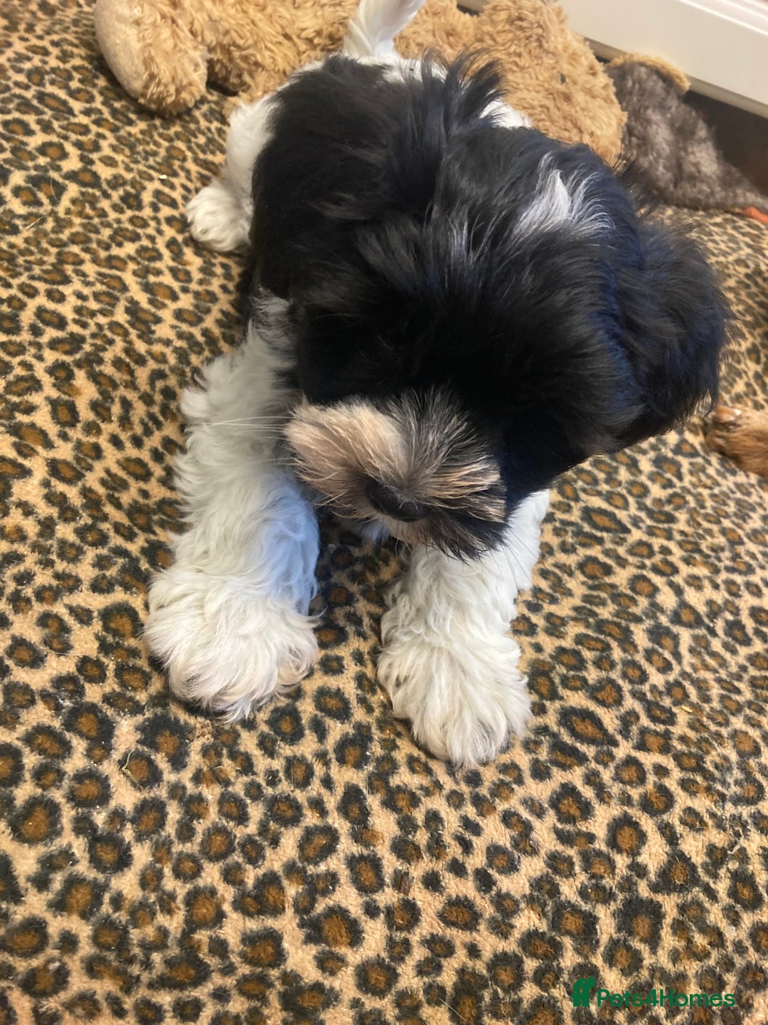 Miniature Schnauzer dogs for sale:  ❤️PARTI MINIATURE SCHNAUZER GIRL  - Advert 5