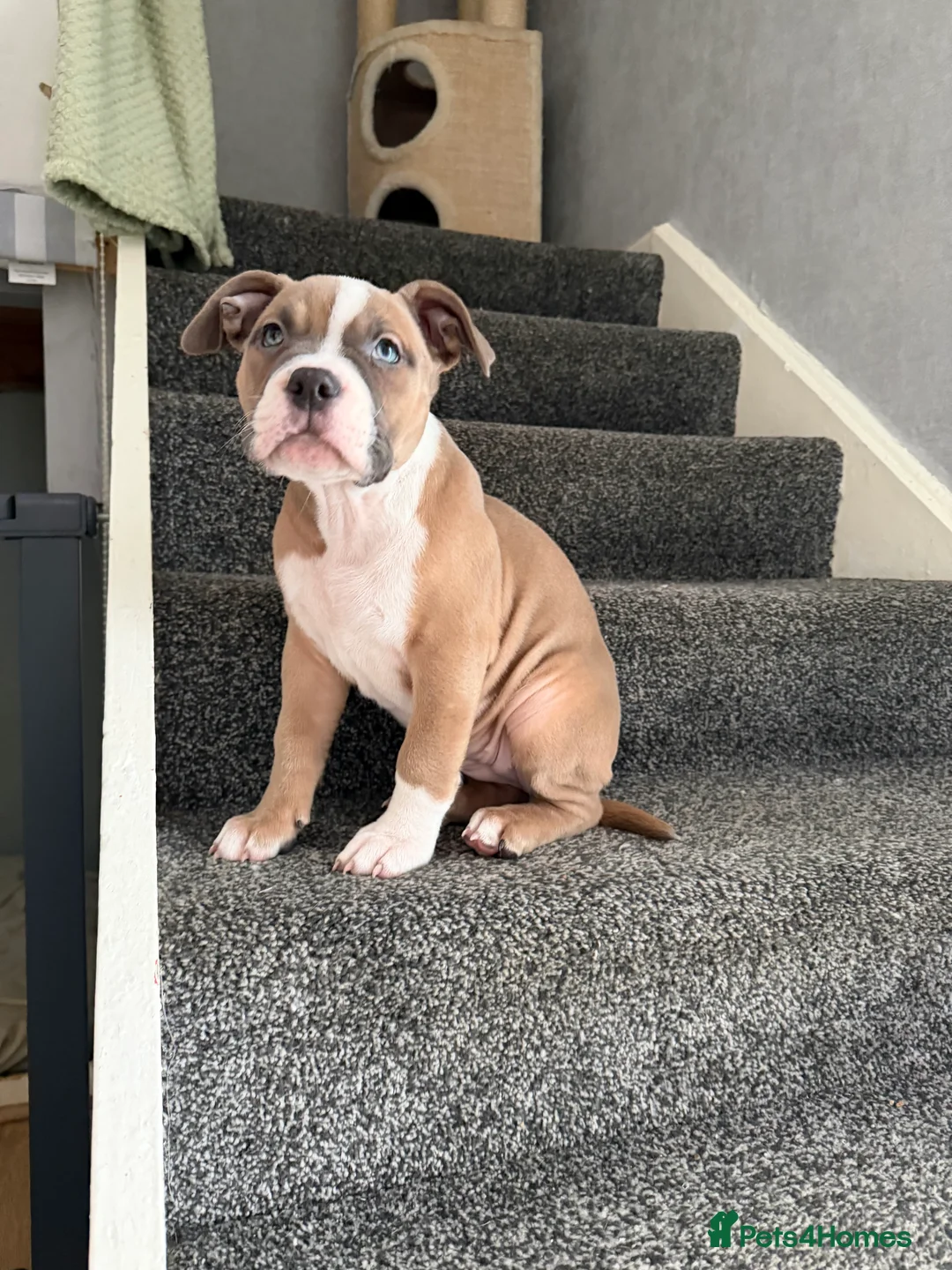 Mixed Breed dogs for sale: Pocket Bully / American Bully - Advert 15
