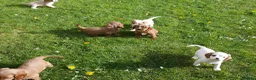 Cavapoo dogs for sale: Stunning Health Tested F1b Cavapoo Puppies - Advert 9