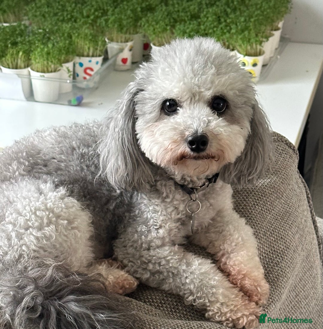 Toy Poodle dogs for sale: Toy Poodle Puppies - Extensively Health checked  - Image 7