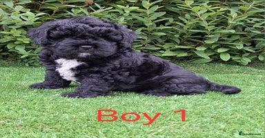 French Bulldog dogs - Advert 4