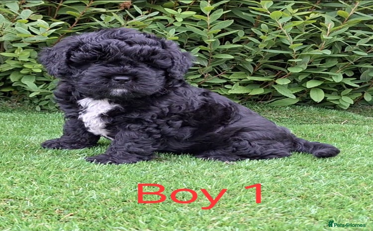French Bulldog dogs - Advert 1