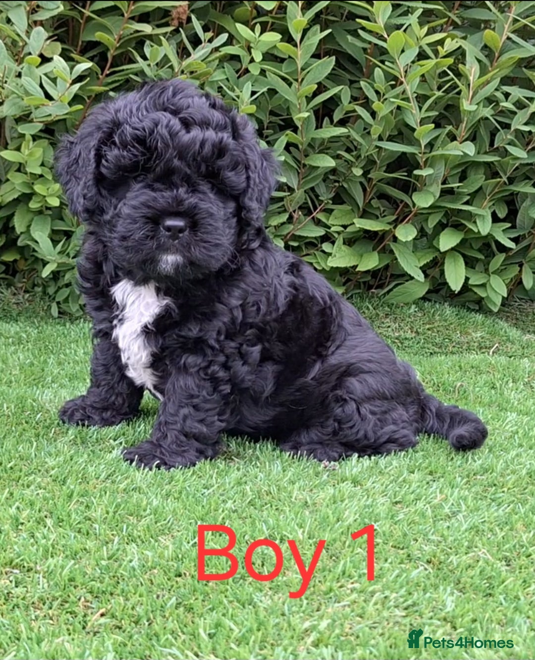 French Bulldog dogs for sale: French Bulldog Froodle Puppies  - Image 1