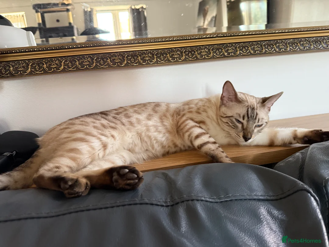 Bengal cats for sale: Snow Bengal Female  - Advert 2