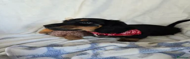 Miniature Dachshund Puppy 1