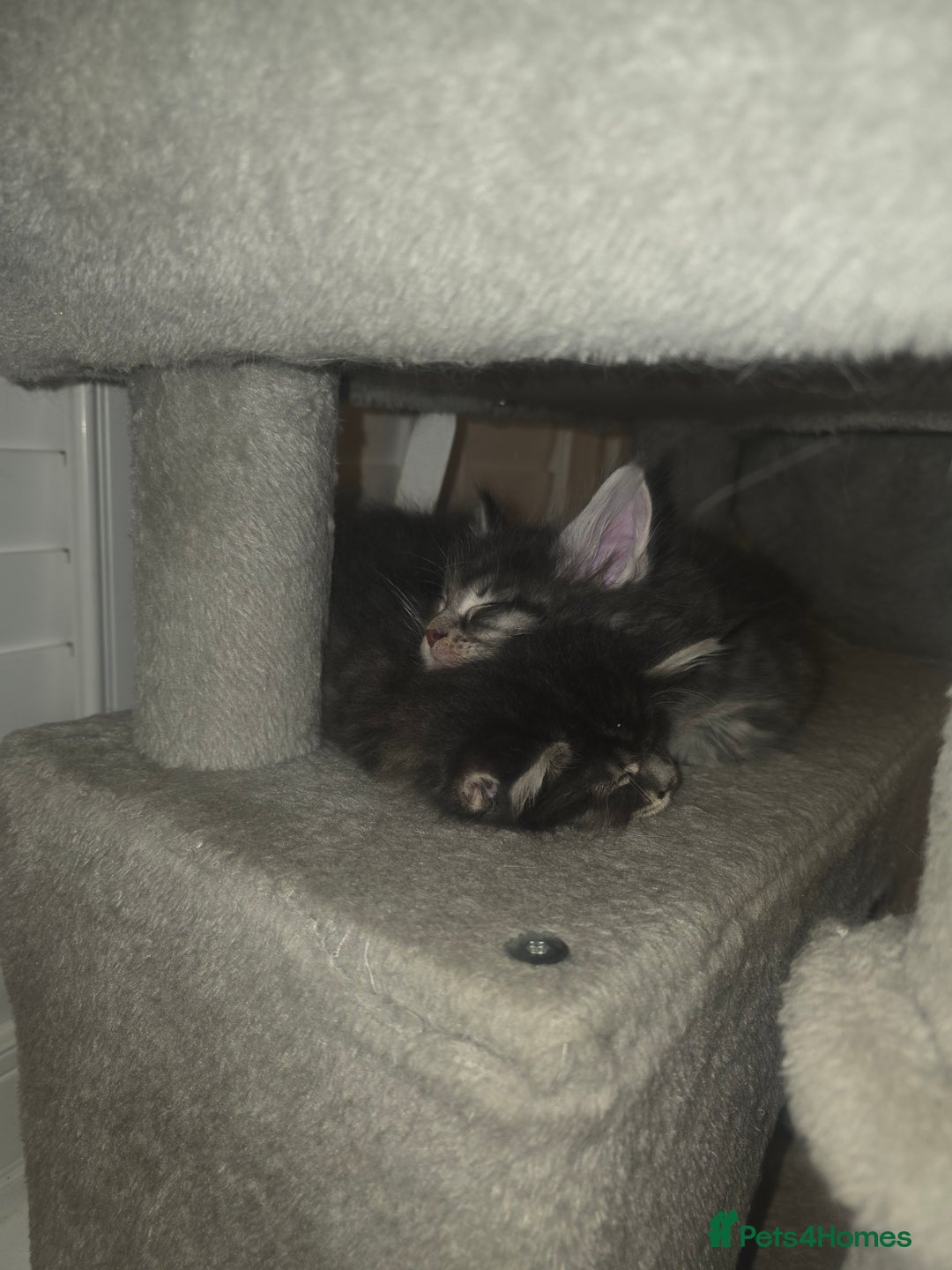 Maine Coon cats for sale: Maine Coon kittens  - Advert 21