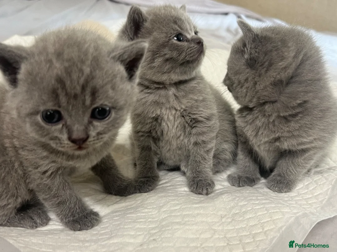 British Shorthair cats for sale: BSH kittens  - Advert 8