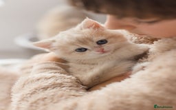 British Shorthair cats for sale: Cuddly Golden Blue British Shorthair girl  - Advert 15