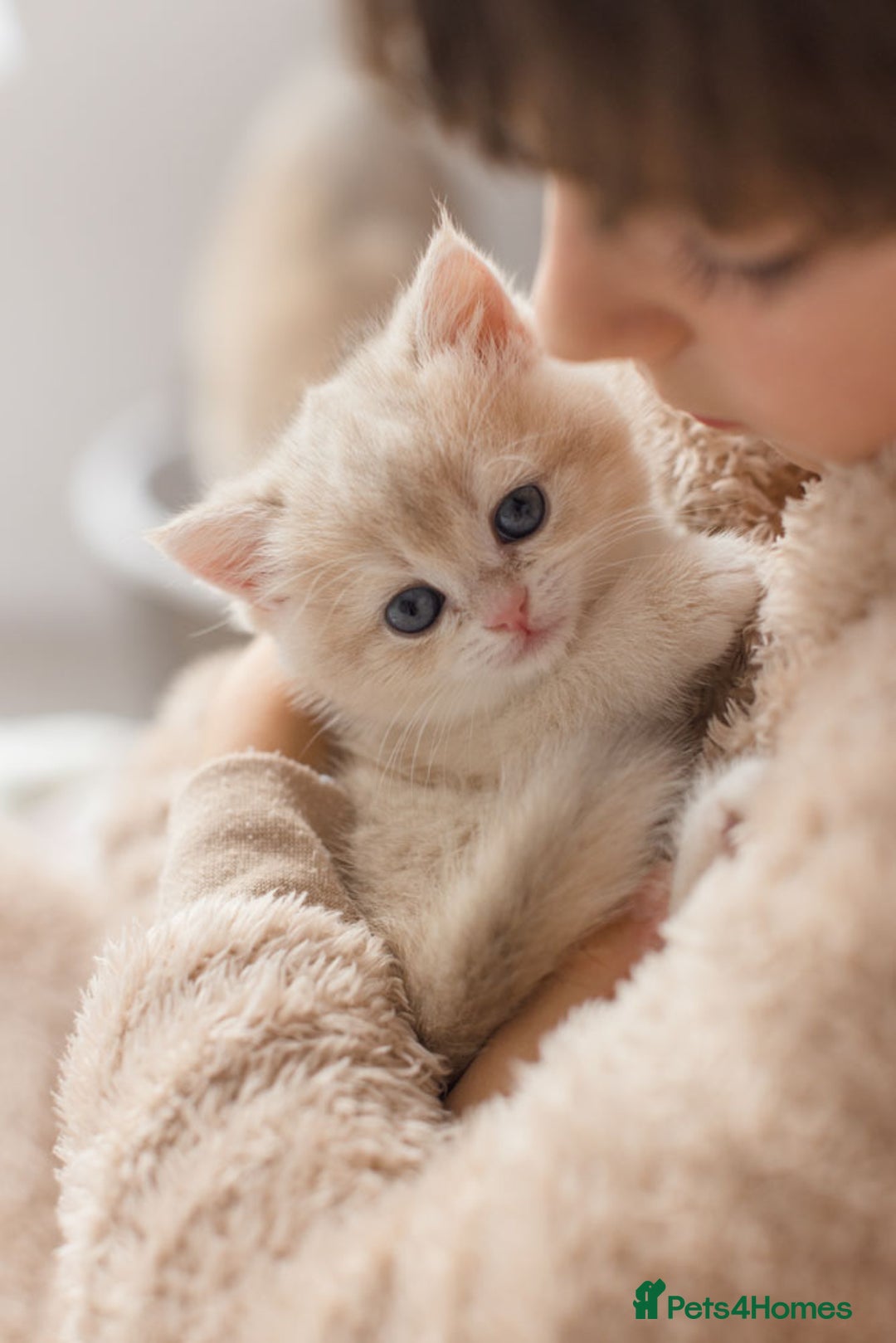 British Shorthair cats for sale: Cuddly Golden Blue British Shorthair girl  - Advert 15