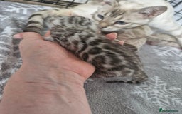 Bengal cats for sale: LAST 1! HEALTH TESTED bengal kittens TICA  - Image 16