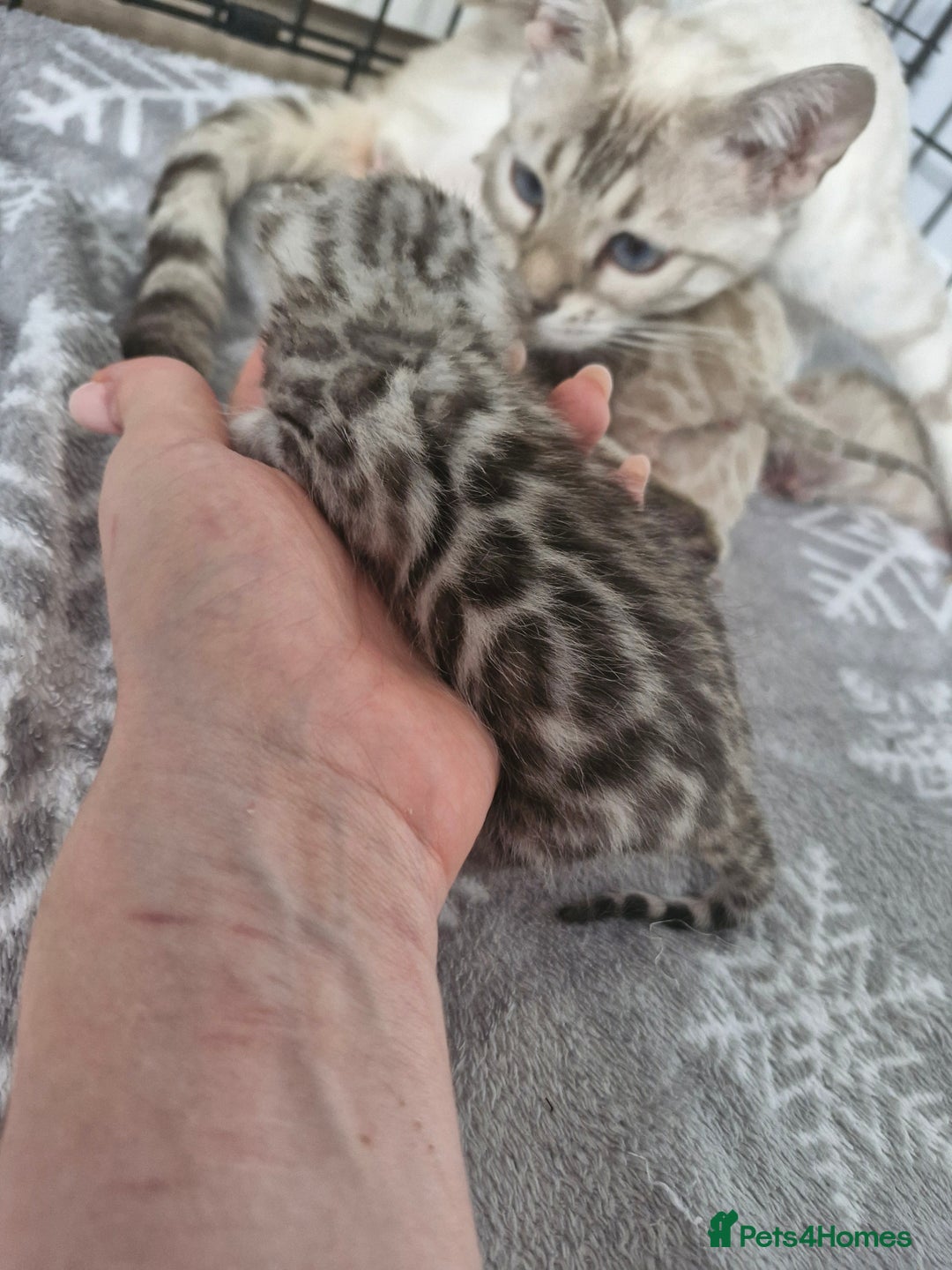 Bengal cats for sale: LAST 1! HEALTH TESTED bengal kittens TICA  - Image 16